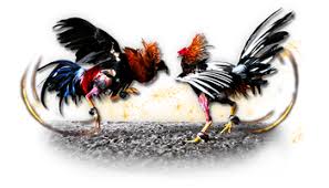 Sejarah Sabung Ayam